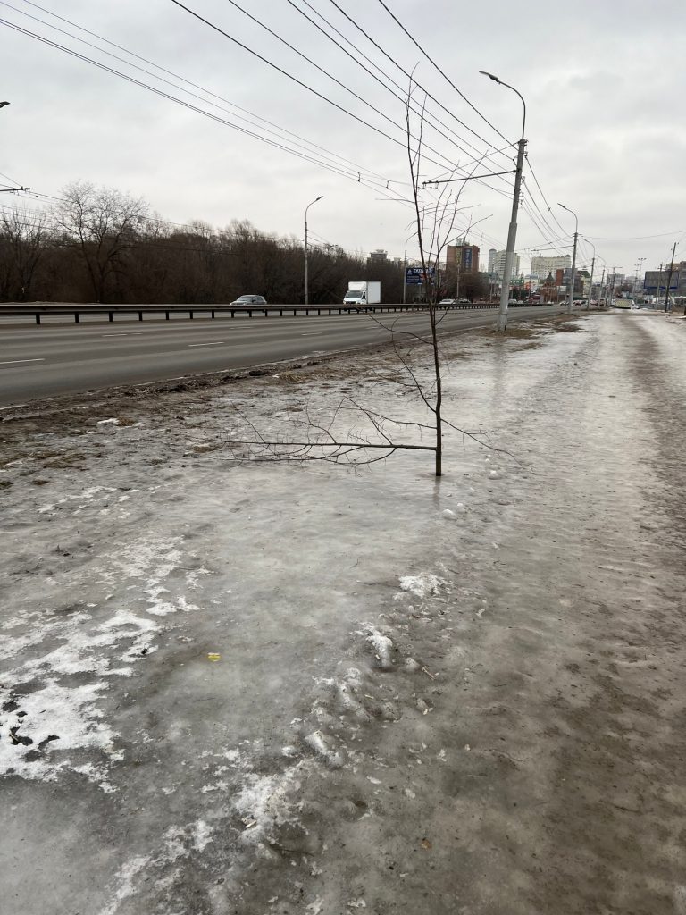 V-Ryazani-na-Moskovskom-shosse-vandaly-vnov'-polomali-derev'ya